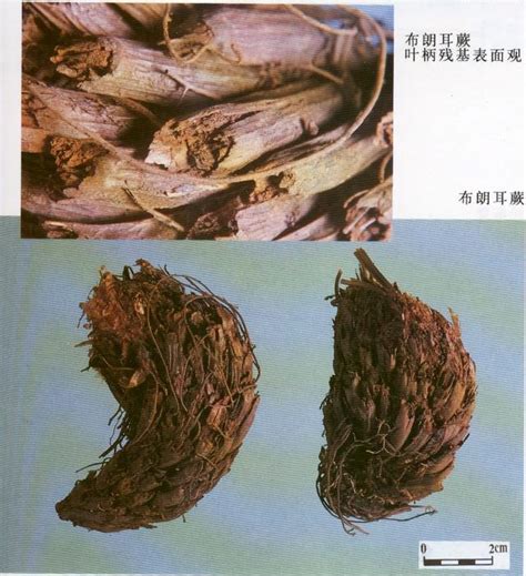 野雞膀子|綿馬貫眾,綿馬貫眾的功效與作用